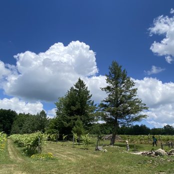 Altamont Vineyard & Winery - a view of the vineyard - Wineries Near Me - Altamont, New York Altamont Vineyard & Winery - a view of the vineyard - Wineries Near Me - Altamont, New York