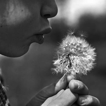 Studio Gleis11 - Pusteblume - Session Photography Near Me - Buchholz, NI