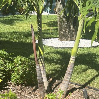 Palm Trees Direct - Nurseries & Gardening Near Me - St Petersburg, Florida