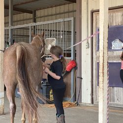 RH Equestrian - Grooming Chili