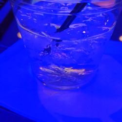 My Flavor Hookah Bar & Lounge