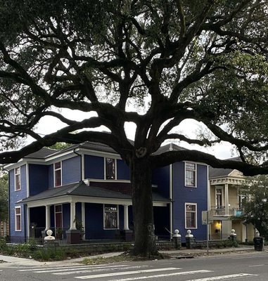 BOTANICALS NOLA by null