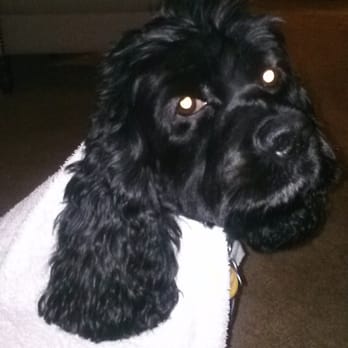 Unleashed Doggy Daycare - Vino wearing a towl to stay warm after his "grooming' now we have to find sweaters for the winter. - Pet Groomers Near Me - Alpharetta, Georgia Unleashed Doggy Daycare - Vino wearing a towl to stay warm after his "grooming' now we have to find sweaters for the winter. - Pet Groomers Near Me - Alpharetta, Georgia