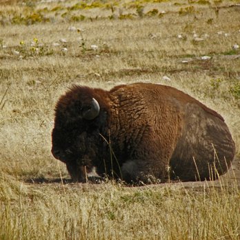 The National Elk Refuge - Bison - Public Services & Government Near Me - Jackson, Wyoming The National Elk Refuge - Bison - Public Services & Government Near Me - Jackson, Wyoming