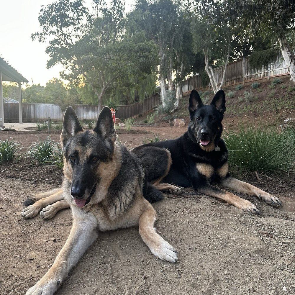 SoCal Mobile Veterinary Care - Veterinarians Near Me SoCal Mobile Veterinary Care - Veterinarians Near Me