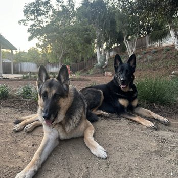 SoCal Mobile Veterinary Care - Veterinarians Near Me SoCal Mobile Veterinary Care - Veterinarians Near Me