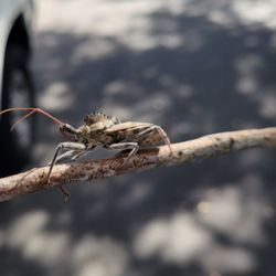 Secure Pest Management