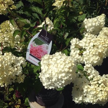 Bennie's Gardens - Summer flowering hydrangeas. This is Vanilla Strawberry. - Nurseries & Gardening Near Me - Chehalis, Washington Bennie's Gardens - Summer flowering hydrangeas. This is Vanilla Strawberry. - Nurseries & Gardening Near Me - Chehalis, Washington