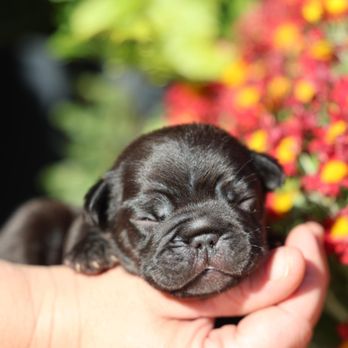 1. Sweet Dream Puppies