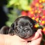 Photo of Sweet Dream Puppies