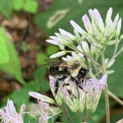 Ken Lockwood Gorge Wildlife Management Area - Eastern Bumble Bee