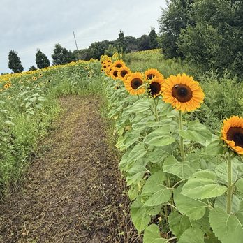 Brand Farms - Fruits & Veggies Near Me - Farmington, Minnesota