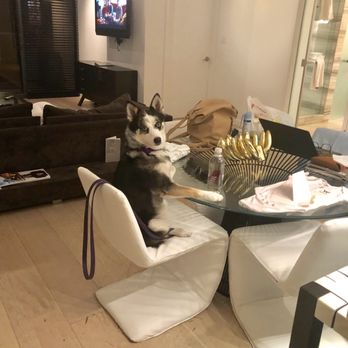 Sitter365 - Ms. Fiona thinks she is human! Literally sat there, hanging out, looking around, lol, so silly! - Nanny Services Near Me Sitter365 - Ms. Fiona thinks she is human! Literally sat there, hanging out, looking around, lol, so silly! - Nanny Services Near Me