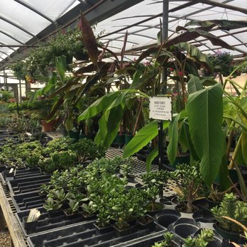 Davidson Greenhouse & Nursery - a variety of plants - Nurseries & Gardening Near Me - Crawfordsville, Indiana Davidson Greenhouse & Nursery - a variety of plants - Nurseries & Gardening Near Me - Crawfordsville, Indiana