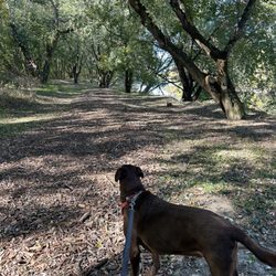 Old Town Waverly Park - Wooded trail