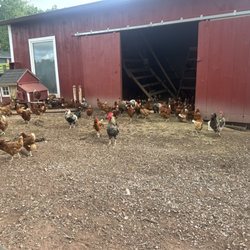 Some of the chickens