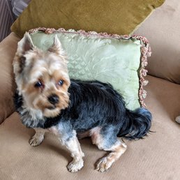 Renata developed this cut. It prevents him from matting while still letting him look like the spoiled Yorkie he is! Renata developed this cut. It prevents him from matting while still letting him look like the spoiled Yorkie he is!