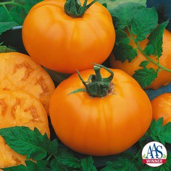 Twilley Seed Co - Tomato Chef's Choice Orange - Home & Garden Near Me - Hodges, South Carolina