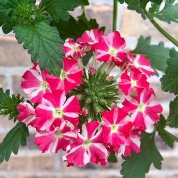 Girouard's Nursery and Greenhouse - Trailing Verbena - Nurseries & Gardening Near Me - Broussard, Louisiana Girouard's Nursery and Greenhouse - Trailing Verbena - Nurseries & Gardening Near Me - Broussard, Louisiana