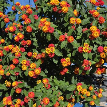 The Point Restaurant - Beautiful flowers out front - Seafood Near Me - Rio Vista, California The Point Restaurant - Beautiful flowers out front - Seafood Near Me - Rio Vista, California
