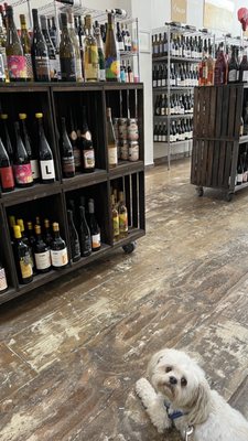 Bay Grape by null