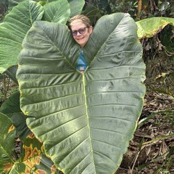 Big Island Farms - A Minnesotan in an elephant leaf.
