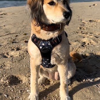 4 Pups Pet Grooming - Lucy - Pet Groomers Near Me - Hermosa Beach, California
