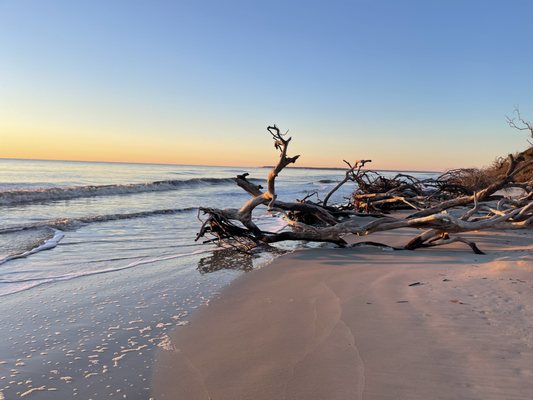 Driftwood Beach by null