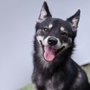Photo of Ruff Stuff Dog Services
