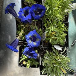 Edelweiss Perennials