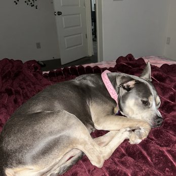 Dr. Kelly's Surgical Unit - Diamond the night before her procedure. Weak from her being ill. - Veterinarians Near Me - Mesa, Arizona