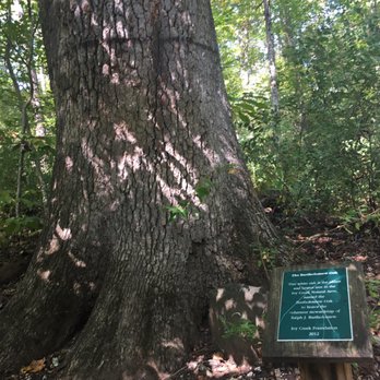 Ivy Creek Natural Area - Parks Near Me - Charlottesville, Virginia Ivy Creek Natural Area - Parks Near Me - Charlottesville, Virginia
