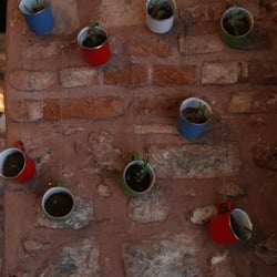 Tohum Karaköy