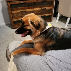 Preferred by Pets Grooming