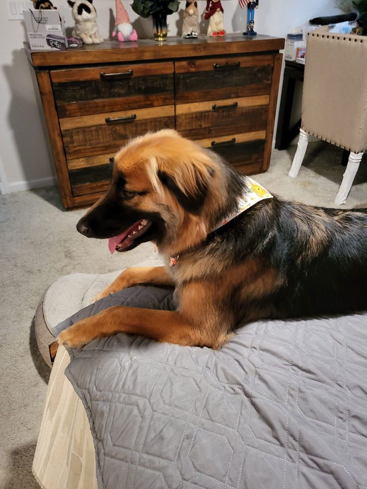 Preferred by Pets Grooming Image