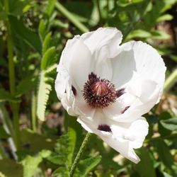 Landesgartenschau Wittstock/Dosse 2019 - 1st time I came across a poppy in white ... happy happy HAPPY :o))