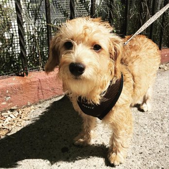 Puppy Parade Dog Walkers - Dolly the instagram famous pup! - Dog Walkers Near Me Puppy Parade Dog Walkers - Dolly the instagram famous pup! - Dog Walkers Near Me