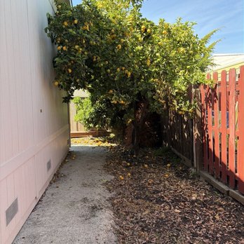 JG Tree Care - Before photo - Tree Services Near Me