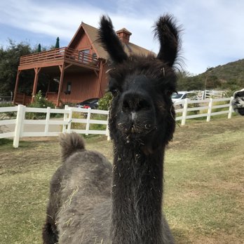 Canzelle Alpacas - Farms Near Me - Carpinteria, California Canzelle Alpacas - Farms Near Me - Carpinteria, California