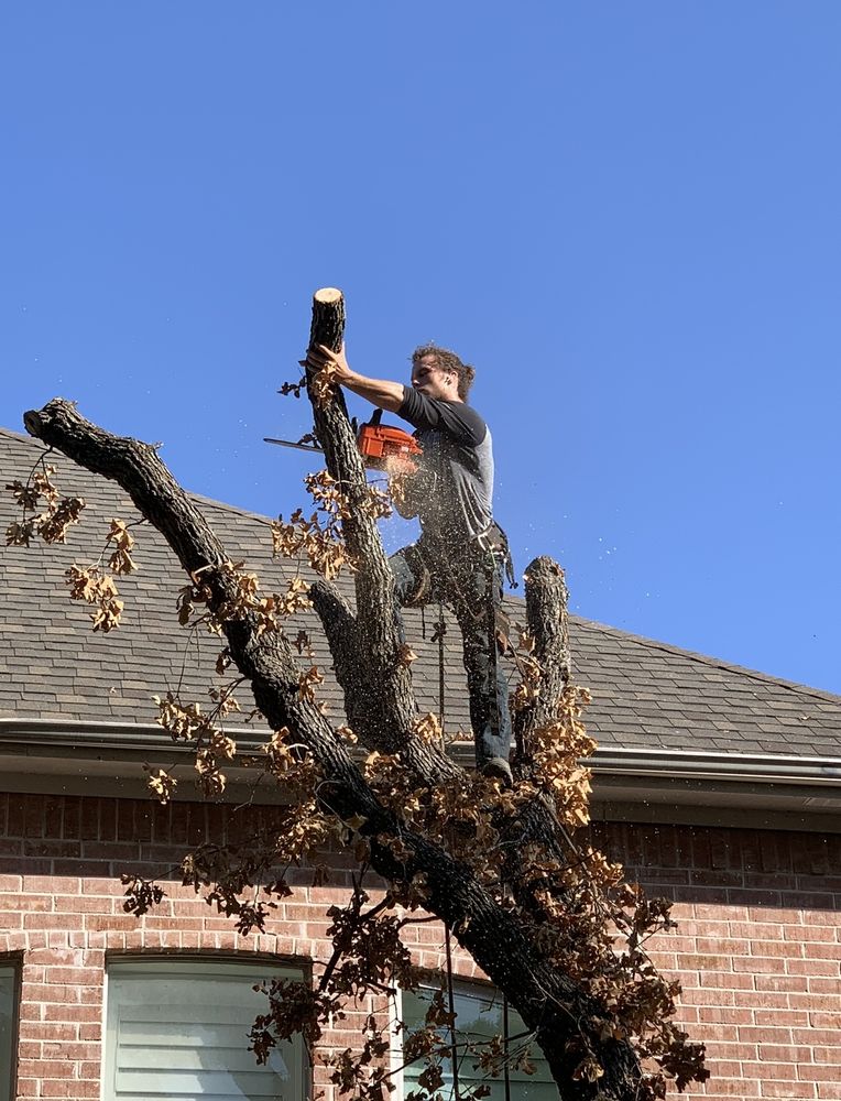 Cut it down tree service - tree service in Little Rock, AR