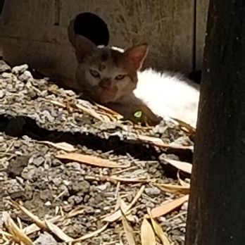Volcano's Lava Rock Cafe - A cat in back of the restaurant (You probably care more about the food but I give the people what they want, not what they demand) - Breakfast & Brunch Near Me - Volcano, Hawaii Volcano's Lava Rock Cafe - A cat in back of the restaurant (You probably care more about the food but I give the people what they want, not what they demand) - Breakfast & Brunch Near Me - Volcano, Hawaii