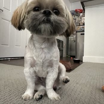 Oh My Dog - Two bald spots and cut on his chest - Pet Groomers Near Me - Foster City, California