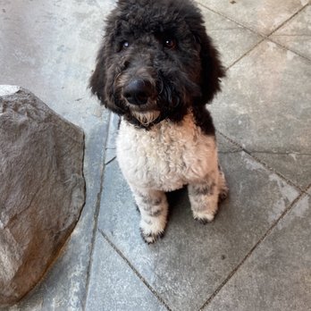Double Dog Dare Ya - Just being cute at double dog - Pet Groomers Near Me - Burbank, California