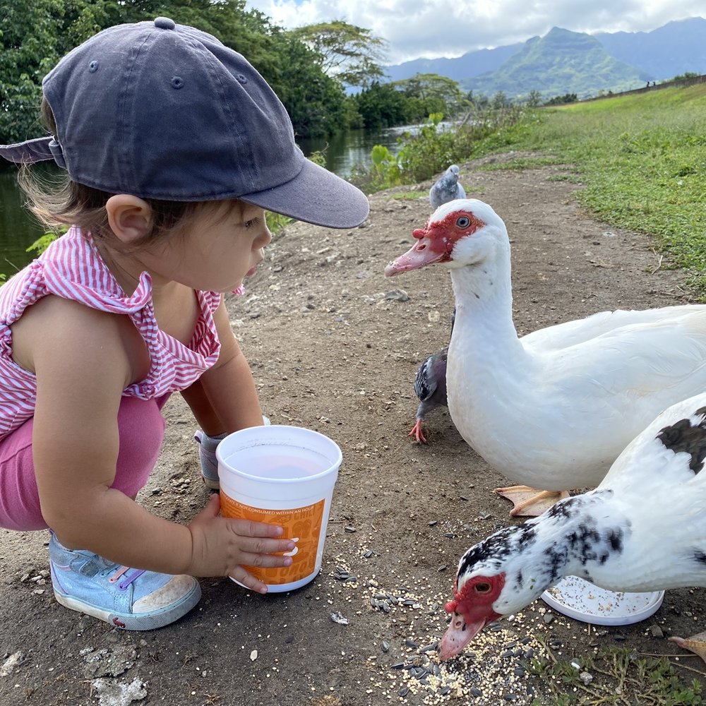 Kawainui Marsh Trail - Pretty friendly geese as far as geese are concerned - Hiking Near Me - Kailua, Hawaii
