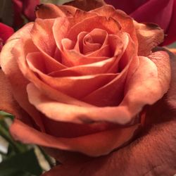 Chelsea Village Flowers - AMAZING....GREAT COLOR...it literally draws you into it....Beautiful!!!