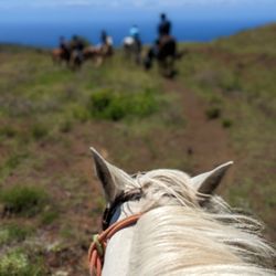 Triple L Ranch Maui - Private Custom Horseback Riding