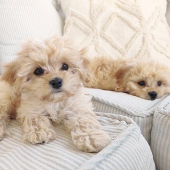 katsits - Prim & Cupcake - House Sitters Near Me katsits - Prim & Cupcake - House Sitters Near Me