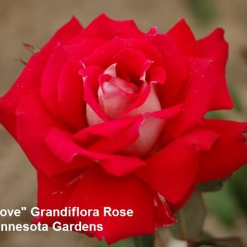 Minnesota Gardens - Nurseries & Gardening Near Me - Chaska, Minnesota Minnesota Gardens - Nurseries & Gardening Near Me - Chaska, Minnesota