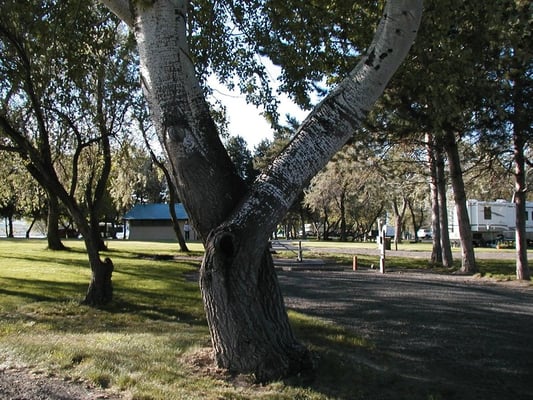 Wanapum Recreation Area by null