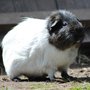 Photo of Birmingham Wildlife Conservation Park